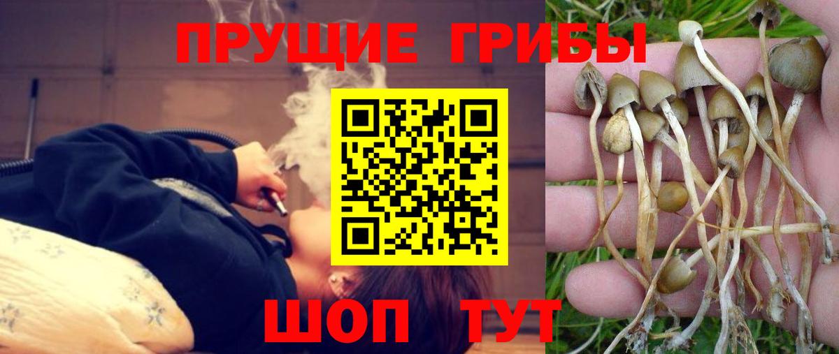 Первоуральск  Галлюциногенные грибы прущие грибы  Вход с VPN 